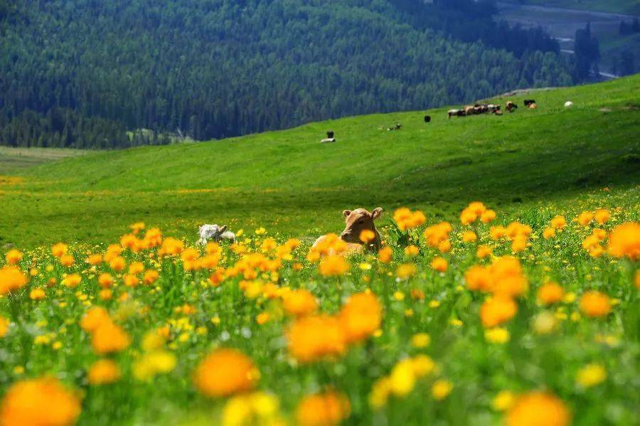 Thời-tiết-mùa-xuân-ở-Tân-cương