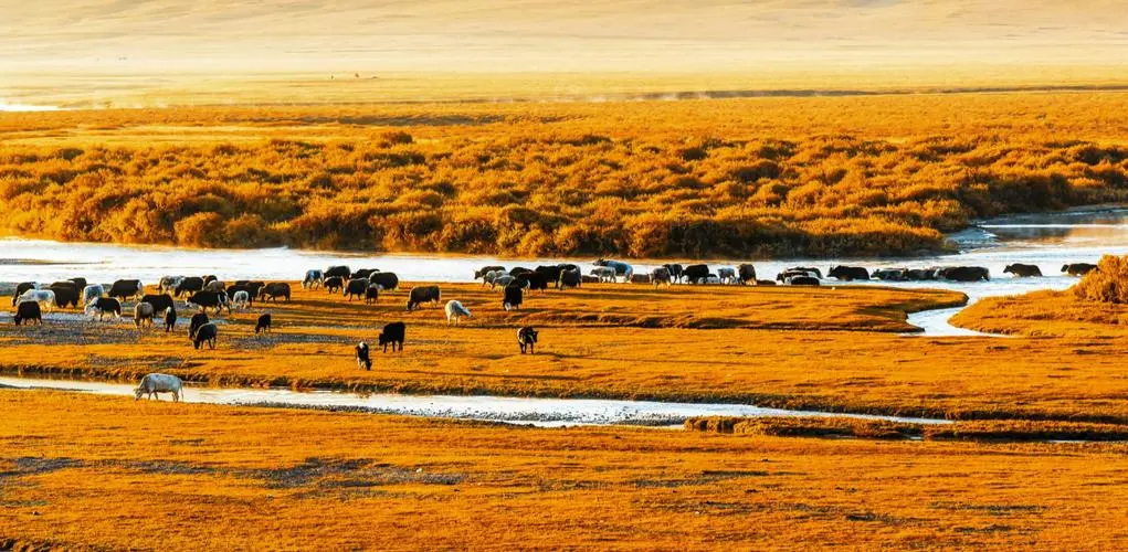 canh-sac-mua-thu-tan-cuong